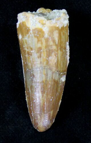 Large Cretaceous Fossil Crocodile Tooth - Morocco #19122